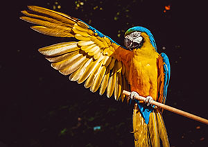 Parrot