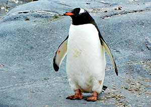 Penguin